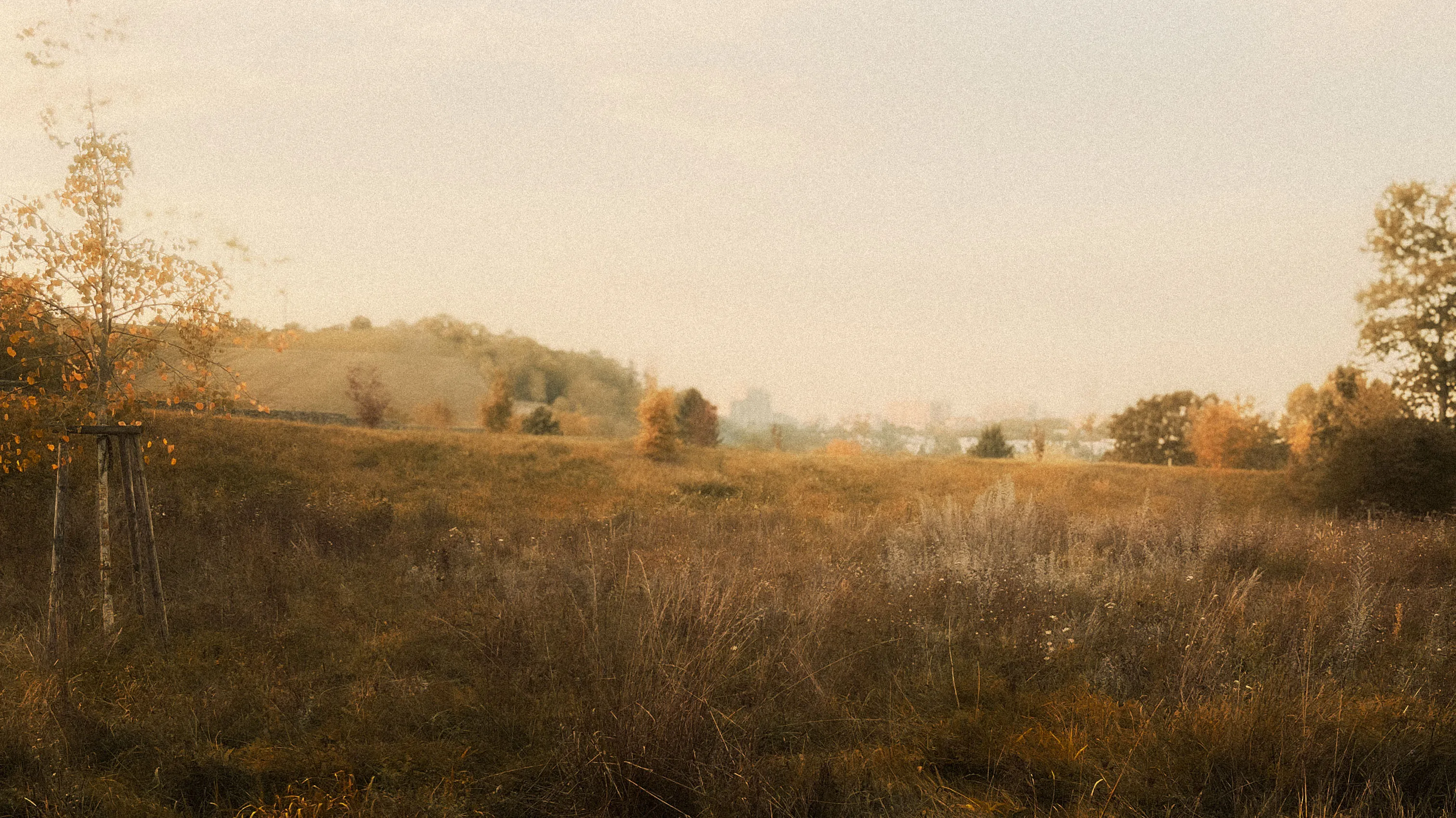 A serene meadow with a distant view of a hilly landscape under a hazy sky.